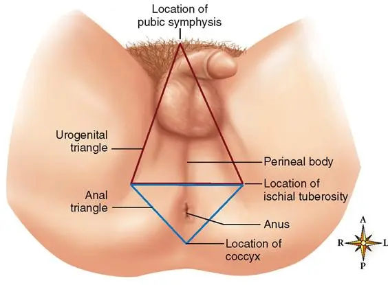 Male Perineum Massage