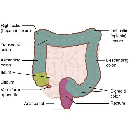 How to clean for anal
