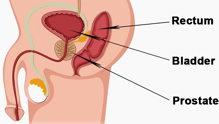 Male G-Spot