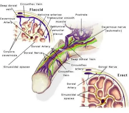 Anatomy of penile nerves and sensitivity for death grip syndrome explanation
