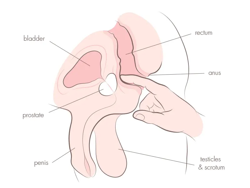 prostate stimulation